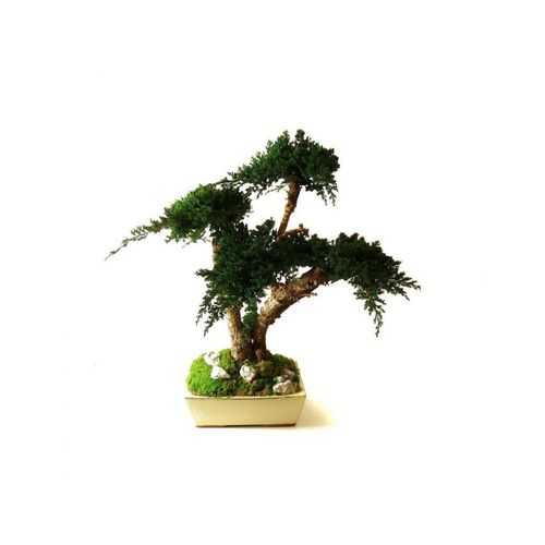 Pianta ornamentale stabilizzata - JUNIPERUS MOYEN - Végétal Indoor - bonsai / di misura media / da interno