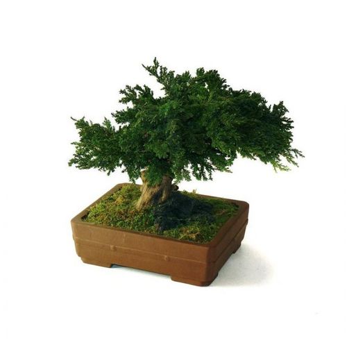 Pianta ornamentale stabilizzata - JUNIPERUS PETIT - Végétal Indoor - bonsai / di piccole dimensioni / da interno