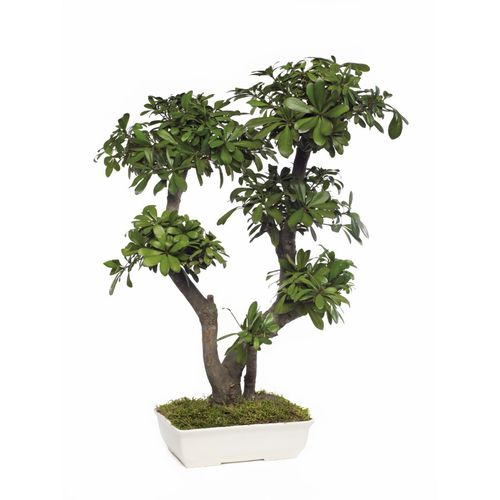 Pianta ornamentale stabilizzata - PITTOSPORUM TOBIRA GRAND - Végétal Indoor - bonsai / di grandi dimensioni / da interno