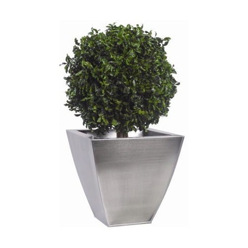 Pianta ornamentale stabilizzata - PITTOSPORUM - Végétal Indoor - sferiche / di piccole dimensioni / da interno