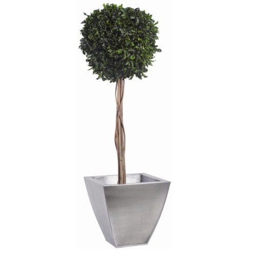 Pianta ornamentale stabilizzata - TOPIAIRE BOULE DE BUIS (PITTOSPORUM) - Végétal Indoor - sferiche / di grandi dimensioni / da interno