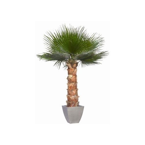 Pianta ornamentale stabilizzata - WASHINGTONIA - Végétal Indoor - palme / di grandi dimensioni / da interno