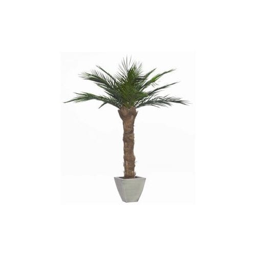 Pianta ornamentale stabilizzata - PHOENIX - Végétal Indoor - palme / di grandi dimensioni / da interno