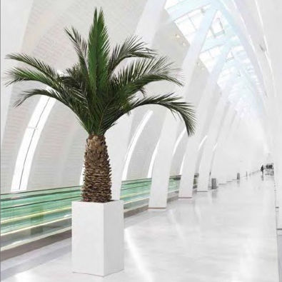 Pianta ornamentale stabilizzata - PHOENIX ANANAS - Végétal Indoor - palme / di grandi dimensioni / da interno