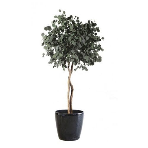 Pianta ornamentale stabilizzata - POPULUS SUR TIGE - Végétal Indoor - eucalipto / di grandi dimensioni / da interno