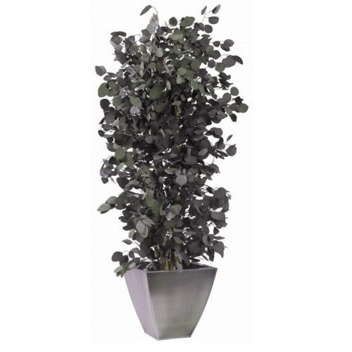 Pianta ornamentale stabilizzata - POPULUS - Végétal Indoor - eucalipto / di grandi dimensioni / da interno
