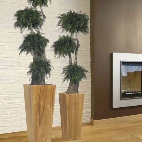 Pianta ornamentale stabilizzata - THUYA - Végétal Indoor - bonsai / di piccole dimensioni / da interno