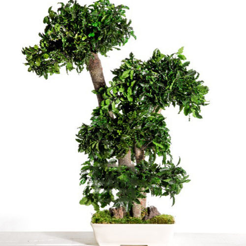 Pianta ornamentale stabilizzata - PITTOSPORUM - Végétal Indoor - bonsai / di misura media / per interni