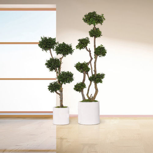 Pianta ornamentale stabilizzata - TOPIAIRE PITTOSPORUM - Végétal Indoor - di grandi dimensioni / per interni