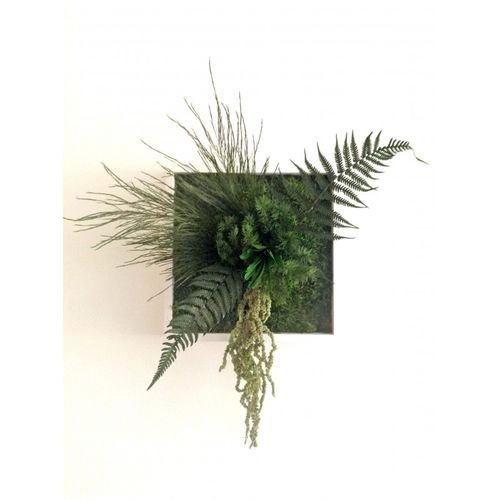 Quadro vegetale stabilizzato - NIWA - PLANTE STABILISEE - in muschio / in fogliame / da interno