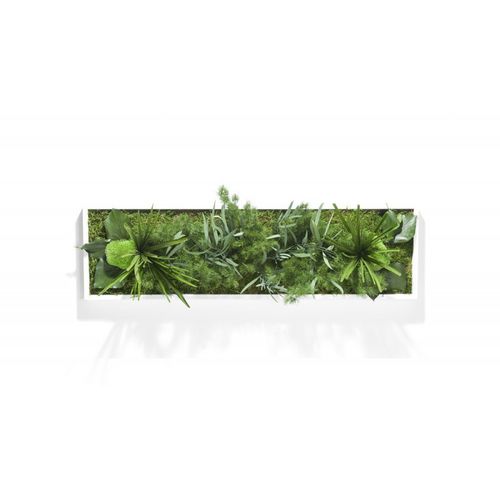 Quadro vegetale stabilizzato - HAKONIWO - PLANTE STABILISEE - in muschio / in fogliame / da interno
