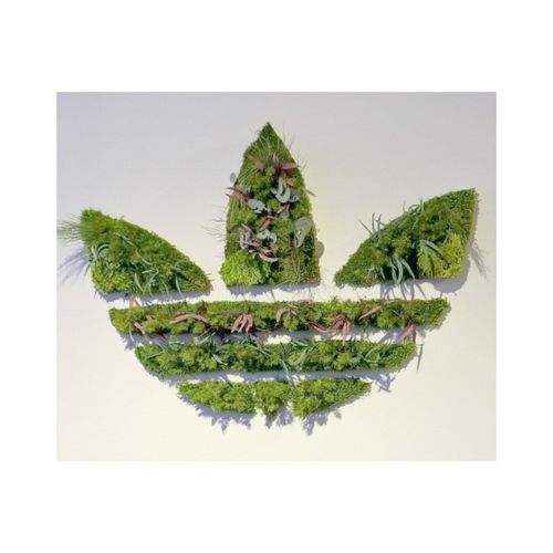 Quadro vegetale stabilizzato - STABILIZED LOGO - PLANTE STABILISEE - naturale / in lichene / floreale