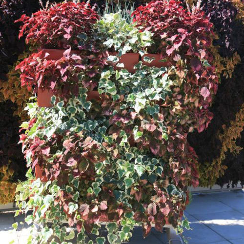 Giardino verticale di piante viventi - ALGERIAN IVY & COLEUS   - LiveWall - naturale / da esterno
