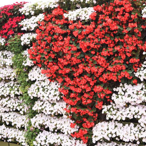 Parete vegetale di piante viventi - BEGONIAS & SUNPATIENS  - LiveWall - naturale / da esterno