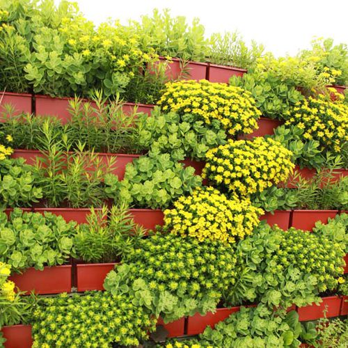 Giardino verticale di piante viventi - COLD-HARDY SUCCULENT  - LiveWall - naturale / da esterno
