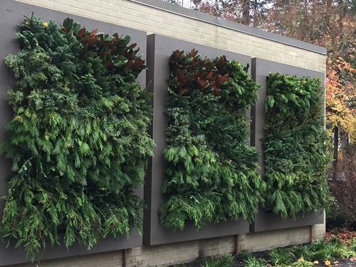 Parete vegetale di piante viventi - CUT GREENS FOR CHRISTMAS - LiveWall - naturale / da esterno
