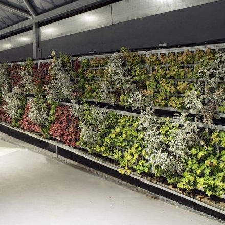 Parete vegetale stabilizzata - AG2 GUIMUR-FAES FARMA BILBAO - AIR GARDEN - naturale / da interno
