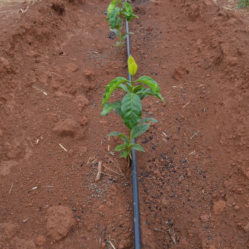 Tubo flessibile di irrigazione - PREMIER - AZUD - in silicone / con ugello gocciolatore / da giardino