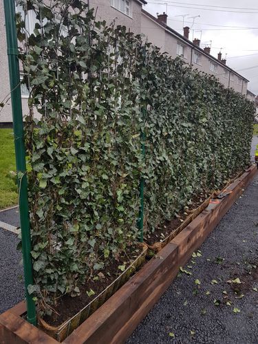 Parete vegetale di piante viventi - GREEN SCREENS - hedera screens - naturale / per facciate