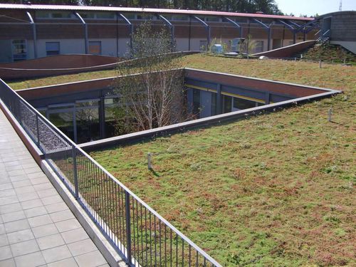 Tetto verde estensivo - SEDUM ROOFS - hedera screens - per tetto piano / a tenuta stagna