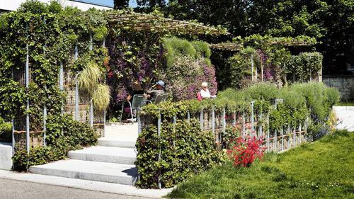 Parete vegetale stabilizzata - POP-UP - hedera screens - naturale / in fogliame / da esterno