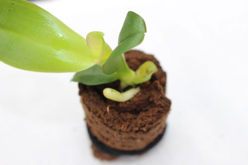 Substrato colturale torba - ZENPLUG™ - Grow-Tech LLC - tappo