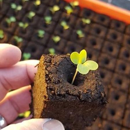 Substrato colturale torba - ECO GLUE - FLORAGARD Vertribs-GmbH - sfuso / fine