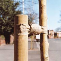Ancoraggio per zolla tramite cavo - NATURETIE - GreenBlue Urban Ltd