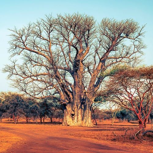 Carta da parati foto - Afrique Baobab sacré - MuralConcept - contemporanea / in tessuto non tessuto / con motivi naturali