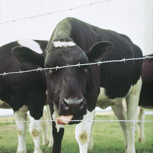 Filo spinato - MOTTO - Betafence International