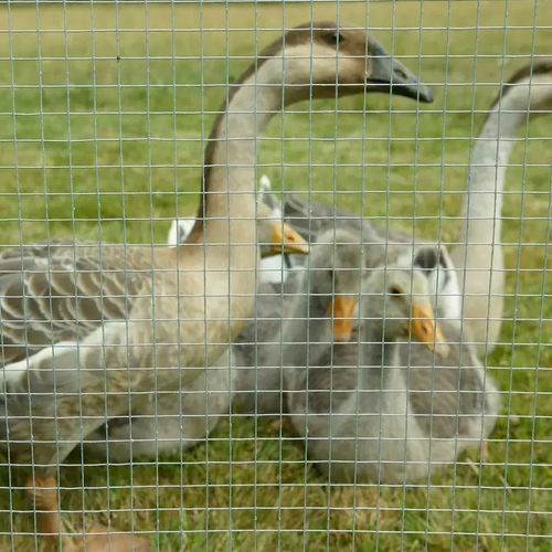 Recinzione a maglia saldata - ARAVIS - DIRICKX - per recinto di animali / in acciaio galvanizzato / contemporanea