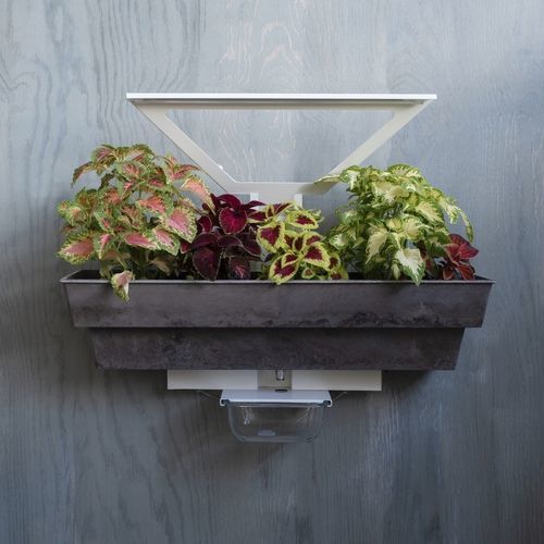 Giardino verticale di piante viventi - Hedera 1 - lightgreen srl - su misura / floreale / da interno