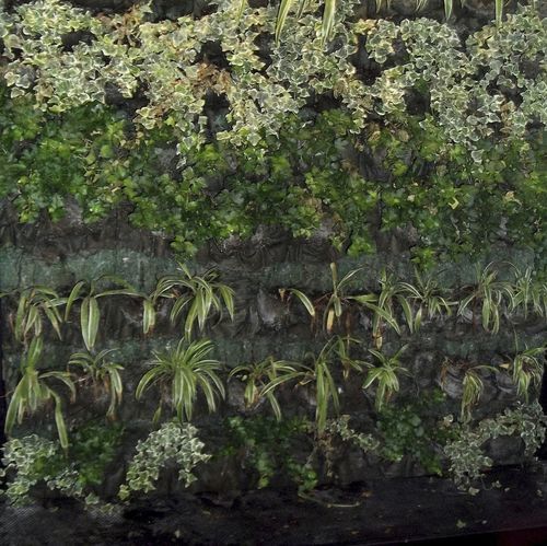 Parete vegetale di piante viventi - VERTICAL GARDENS  - ecohousesystem - in pannelli modulari / naturale / floreale