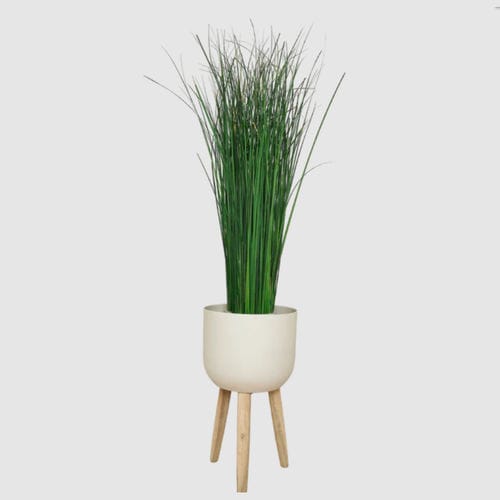 Pianta ornamentale stabilizzata - GYNERIUM 100 - naturall green - di misura media / da interno