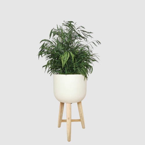 Pianta ornamentale stabilizzata - NICOLY 70 - naturall green - eucalipto / di misura media / da interno