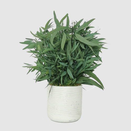 Pianta ornamentale stabilizzata - NICOLY 30  - naturall green - eucalipto / di misura media / da interno