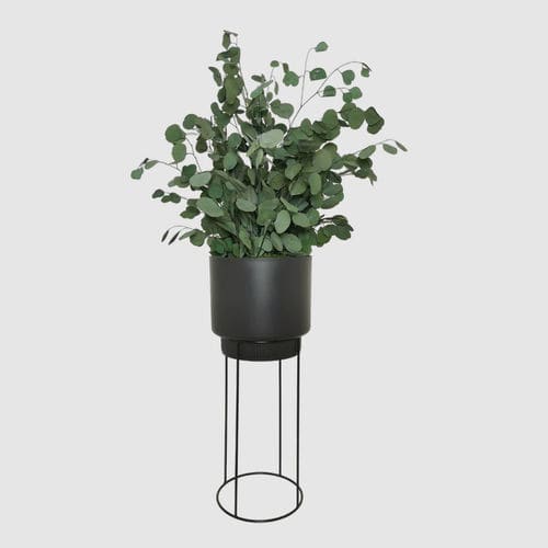 Pianta ornamentale stabilizzata - POPULUS 70 - naturall green - eucalipto / di misura media / da interno
