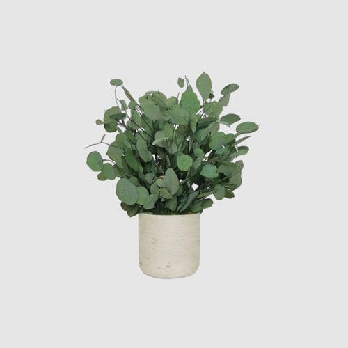 Pianta ornamentale stabilizzata - POPULUS 30 - naturall green - eucalipto / di piccole dimensioni / da interno