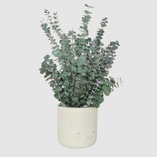 Pianta ornamentale stabilizzata - BABY 30  - naturall green - eucalipto / di piccole dimensioni / da interno