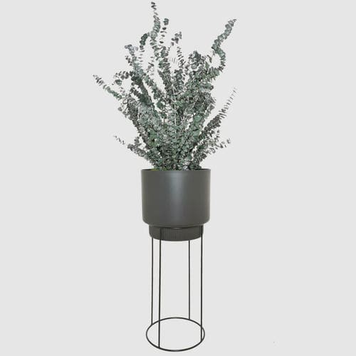 Pianta ornamentale stabilizzata - BABY 70 - naturall green - eucalipto / di misura media / da interno