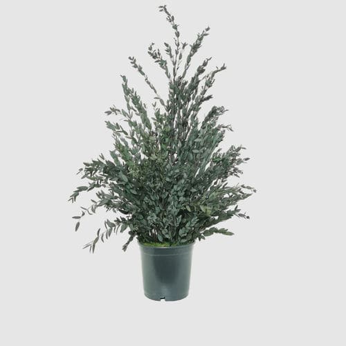 Pianta ornamentale stabilizzata - PARVIFOLIA 70 - naturall green - eucalipto / di misura media / da interno