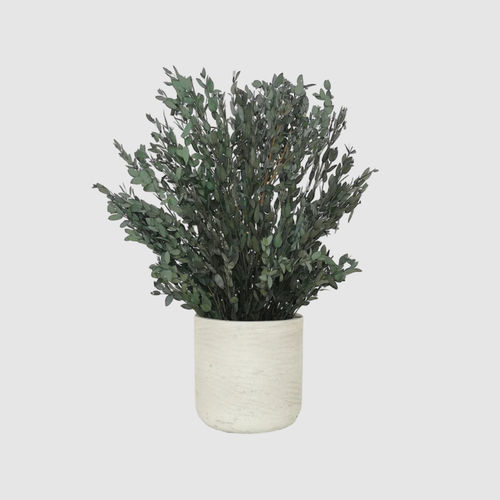 Pianta ornamentale stabilizzata - PARVIFOLIA 30 - naturall green - eucalipto / di piccole dimensioni / da interno