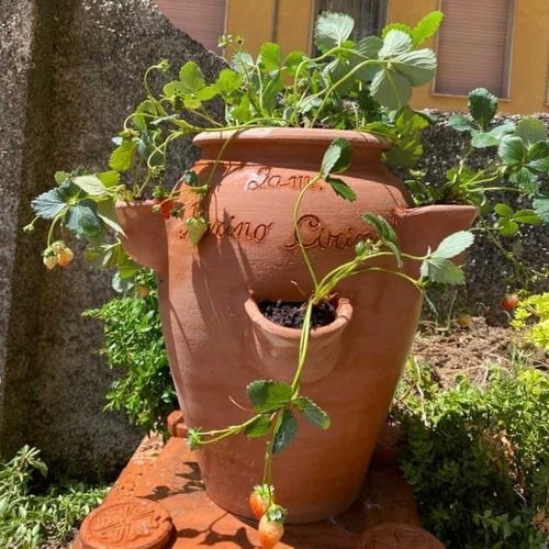 Vaso da giardino in terracotta - Fragoliera  - cestenoli srl - rotondo / per uso residenziale