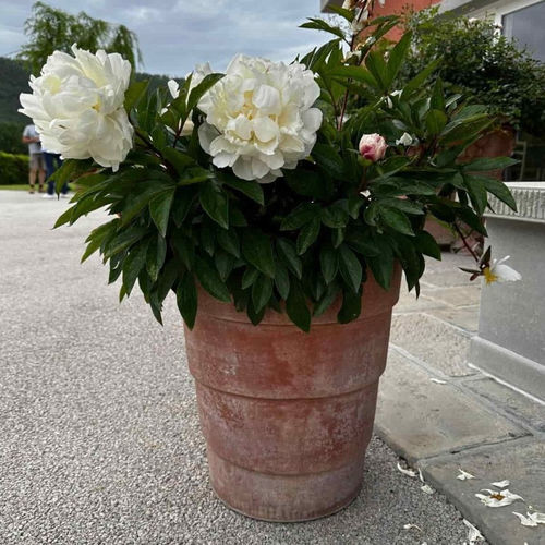 Vaso da giardino in terracotta - Fasce Impruneta - cestenoli srl - rotondo / per uso residenziale