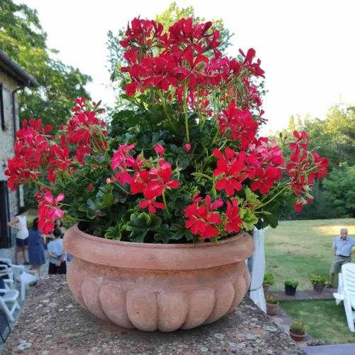 Fioriera in terracotta - Ciotola Baccellata - cestenoli srl - rotonda / fatta a mano / classica