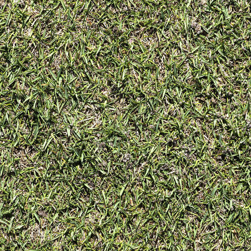 Prato naturale - Zoysia L1F - Novogreen - in rotoli / per campo sportivo / per giardino