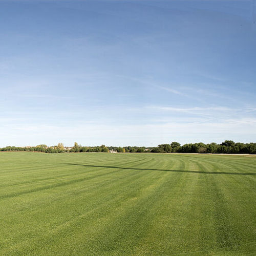 Prato naturale - Bermuda ultradwarf Miniverde P18 - Novogreen - in rotoli / per campo sportivo / di alta qualità
