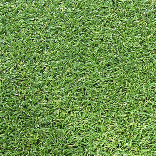 Prato naturale - AGROSTIS L93 - Novogreen - in rotoli / per campo sportivo / per campo da calcio