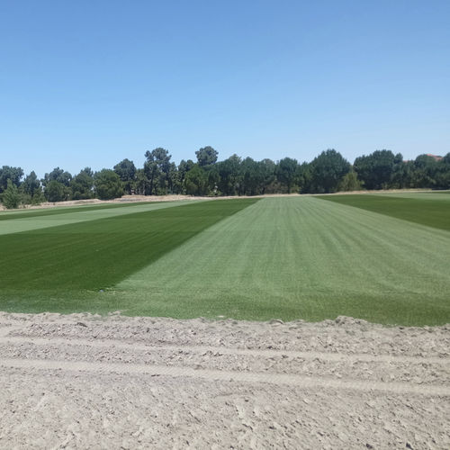 Prato naturale - NOVOGRASS H-22 (Hybrid) - Novogreen - in rotoli / per campo da calcio / drenante