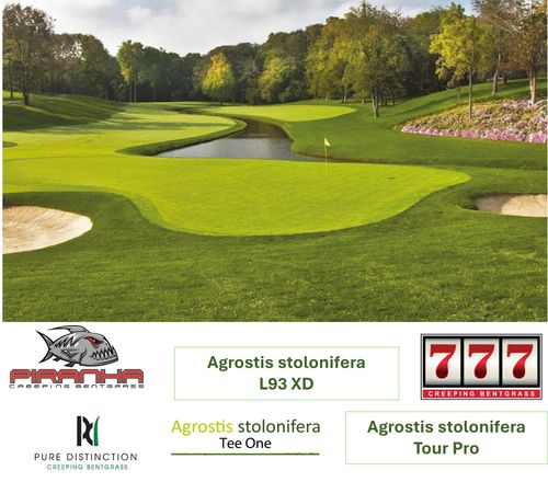 Prato naturale - AGROSTIS ad-hoc - Novogreen - in rotoli / per campo sportivo / per campo da golf